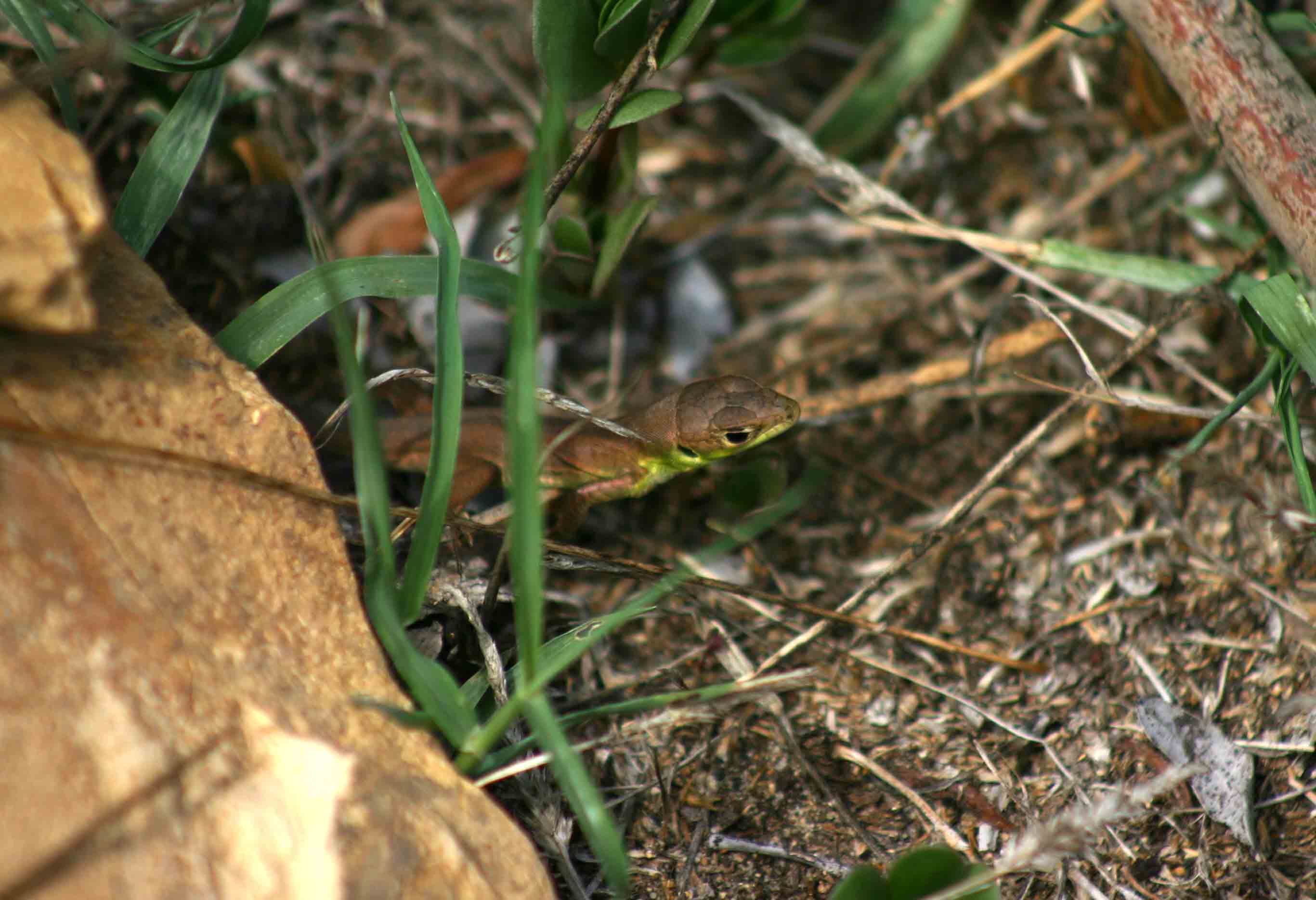 Lacerta bilineata